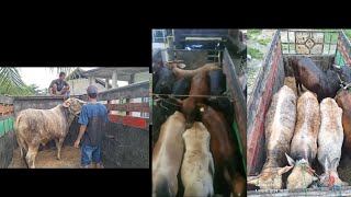 proses pengiriman sapi ke bogor part 1😱👍