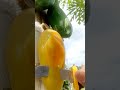 satisfying sliced papaya fruit #papayacutting #fruit #papaya