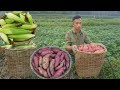 Harvest sweet potatoes and corn to sell at the market taking care of healthy puppies ep 133