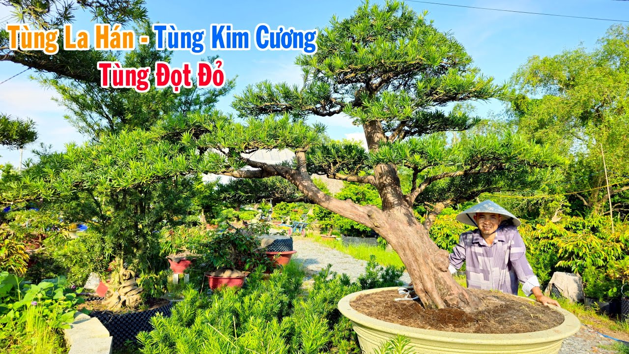 Lê Khải 1/10 Tùng Kim Cương Đọt Đỏ, Tùng La Hán Bonsai Đại | 0907819719 chia sẻ cây cảnh