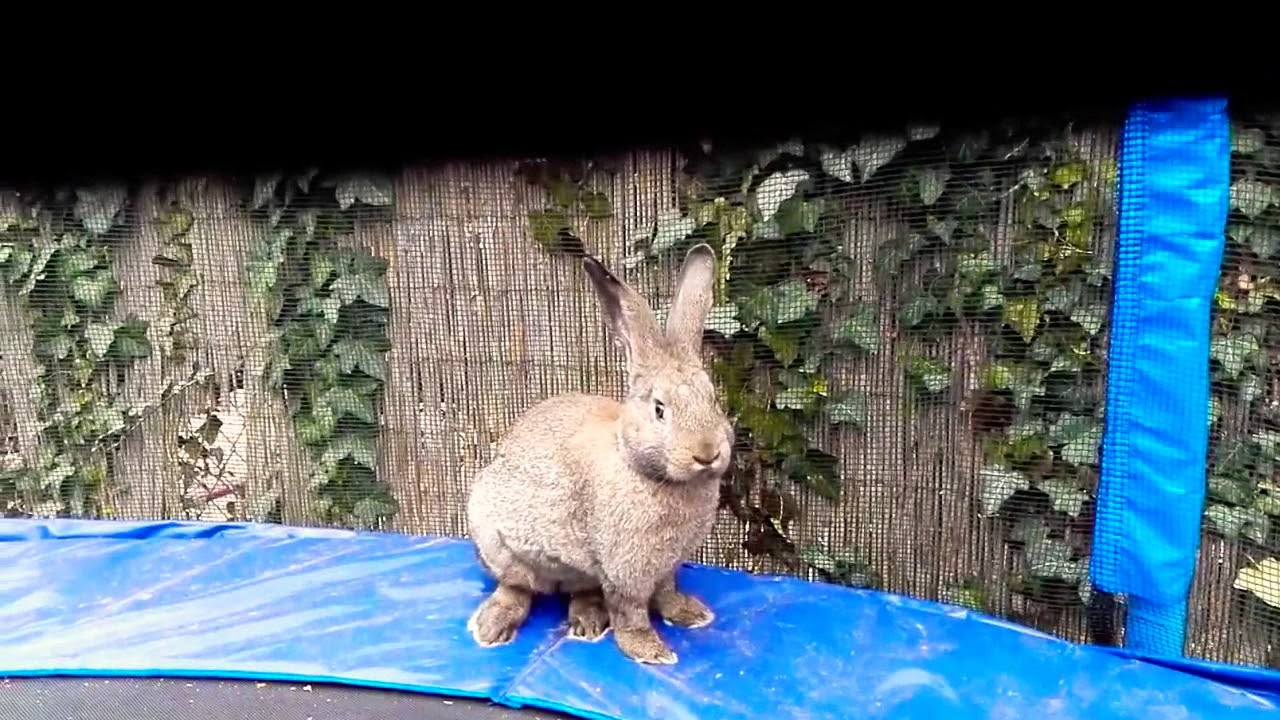 Hickey the king of rabbits - YouTube