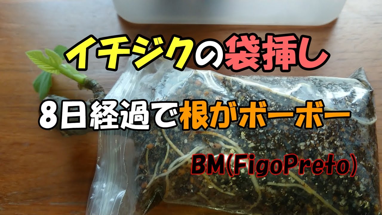 Fig in a bag. The roots are sprouting after 8 days. BM (Figo Preto