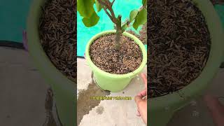 Easy Potting Solution: What to Do When Soil is Too Compact