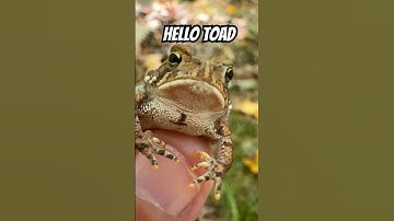 So happy to find a Toad #Shorts