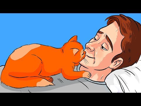 Wideo: Dlaczego Koty Uderzają Głową? - Jak Koty Okazują Miłość
