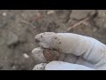 Whispers of the Past: ASMR Archeological Site tour