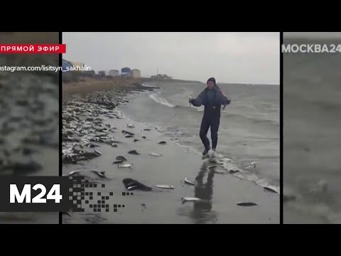 Побережье Сахалина засыпало тихоокеанской сельдю - Москва 24