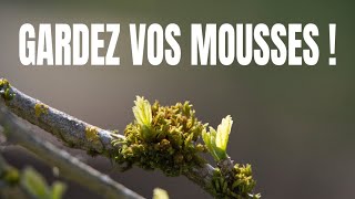 Les bienfaits de la mousse au jardin