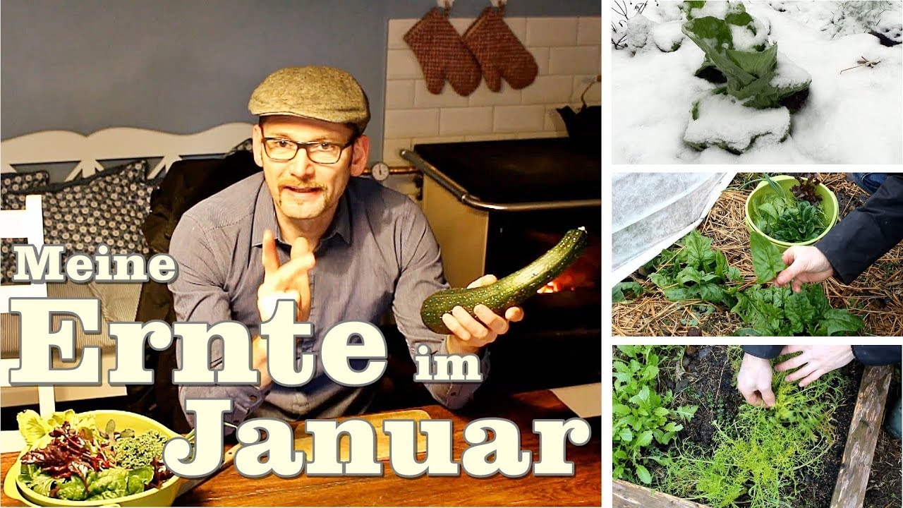 Meine Ernte im Januar, Wintergemüse, Salat, Möhren und Spinat im