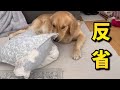 我が家の犬達が何でも破壊してしまい、やりたい放題で困ってます