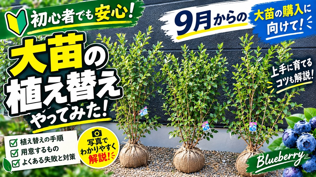 Blueberries] 3 Years Since Planting 150cm Large Seedlings