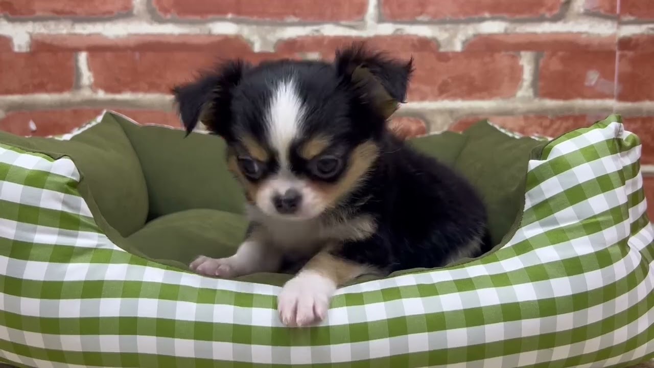 ペットショップCOO&RIKU No.00738411 チワワ（ロングコート） - YouTube