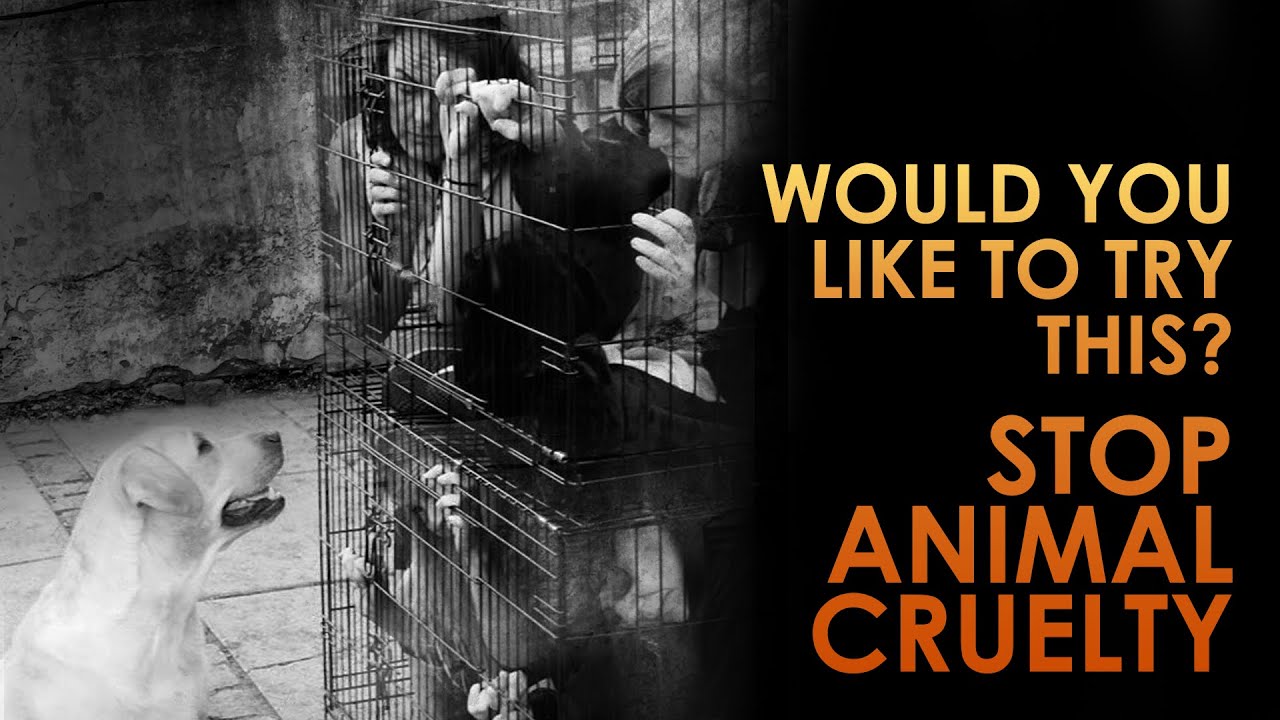 Demonstration in Denmark against animal cruelty in South Korea 2016