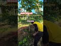 RINDANG NYA POHON KELAPA ADA POHON PEPAYA CALIFORNIA BERJUANG HIDUP #pertanian #fypシ゚viral #vidio