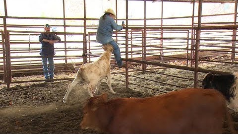Sorting Calves is always Crazy - Rodeo Ranchin