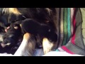 Australian Shepherd Mix puppies - 4 days old