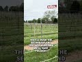 Maryland vineyards brace for tough season after severe late frost
