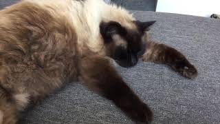 Ragdoll cat Relaxing calm video