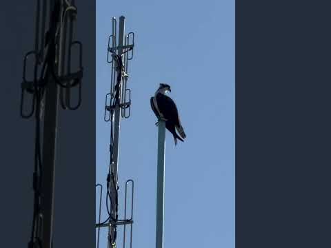Awesome Osprey Like and Subscribe #florida #birds #nature #wildlife #ospreys #beautifulbird #cool