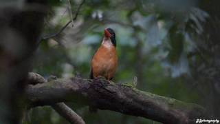 Black headed kingfisher