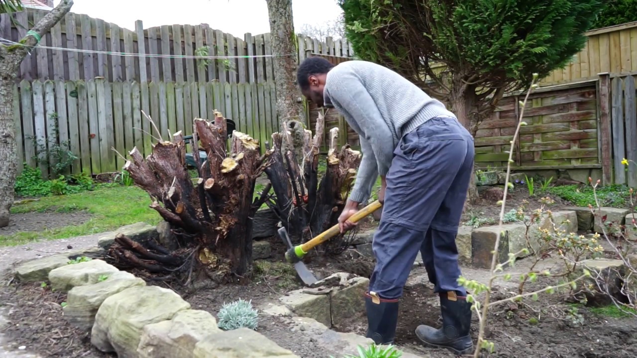 How to dig out tree stumps without power tools!? YouTube