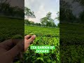 Tea Garden Of DOOARS