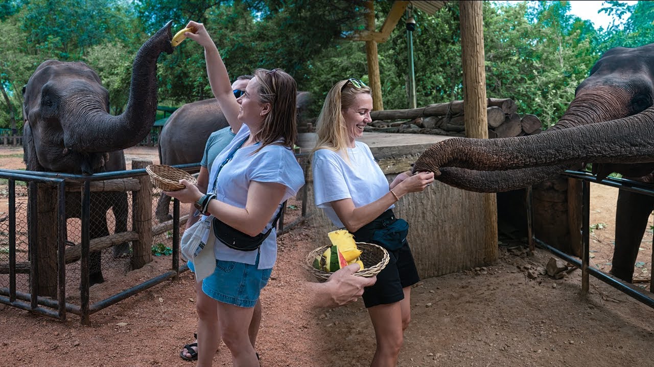 Feeding a Gentle Giant Elephant Comes Right Up Close! 🐘
