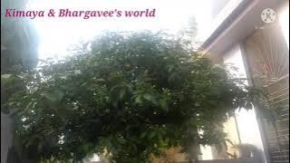 Wai (Karanja lad) Day 4 Vlog 6