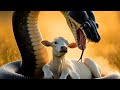 हनुमान जी ने काला कोबरा सांप🐍से बचाए गाय को #hanuman #snake #cow #youtubevideo #trending 