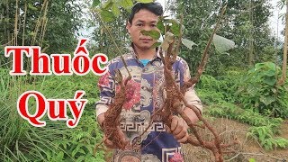 TRUY TÌM CÂY THUỐC NAM TRÊN RỪNG VỀ BÁN | Nhịp Sống Thường Ngày