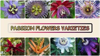 [4k] PASSION FLOWERS VARIETIES with IDENTIFICATION | Lynne Thumb screenshot 4