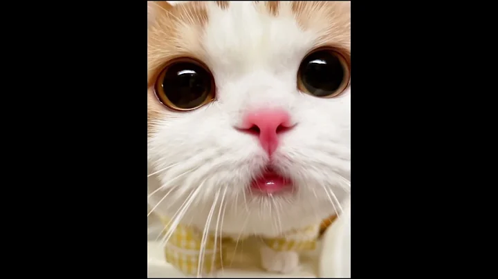 Watch the video about Adorable Cat Shorts - Funny & Fluffy Kittens! (Short Videos) #shorts #funny #cute #kitty