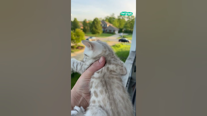 🥺 Mama cat comes home to kitten's cry #shorts