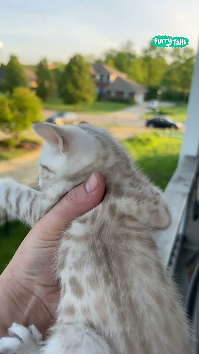 🥺 Mama cat comes home to kitten's cry #shorts