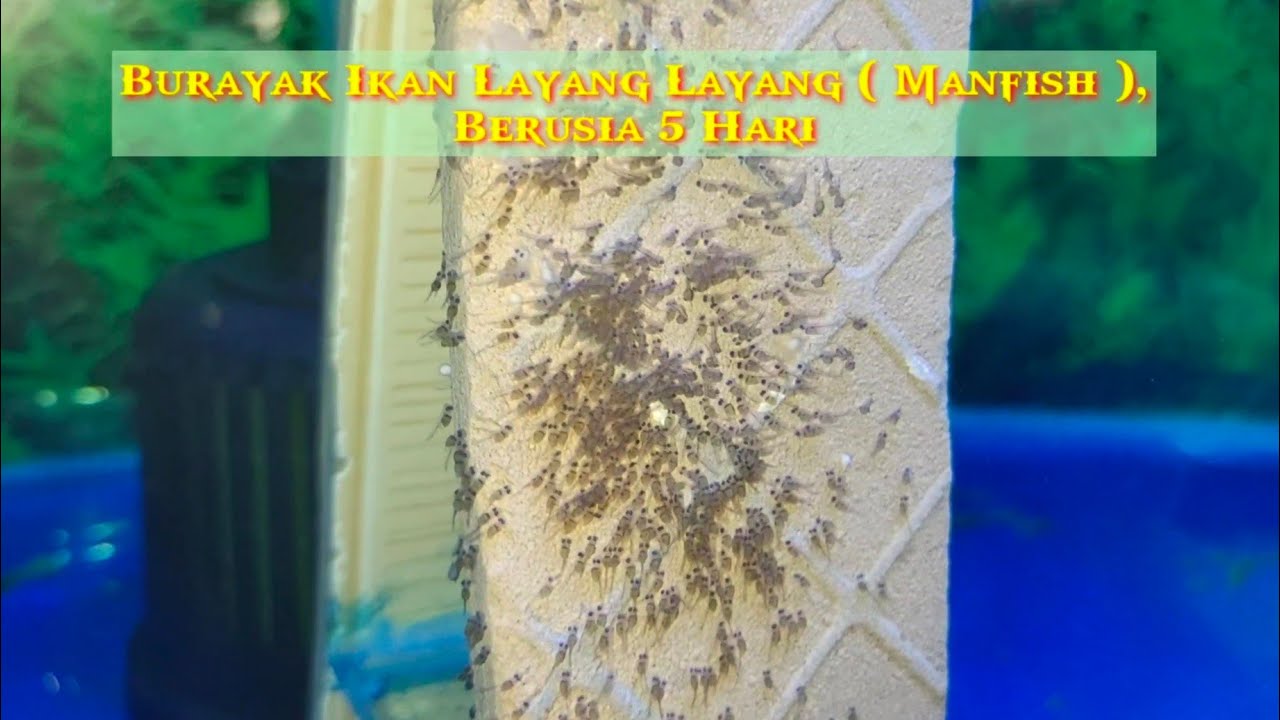 Perkembangan Burayak Ikan Layang ( Manfish ) Usia Seminggu