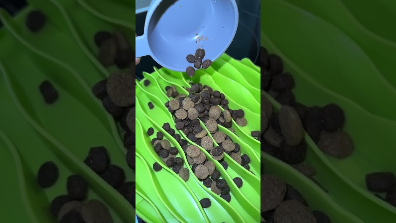 What is Kibble Dog Food?