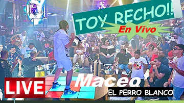 Toy Recho (en vivo) Maceo El Perro Blanco