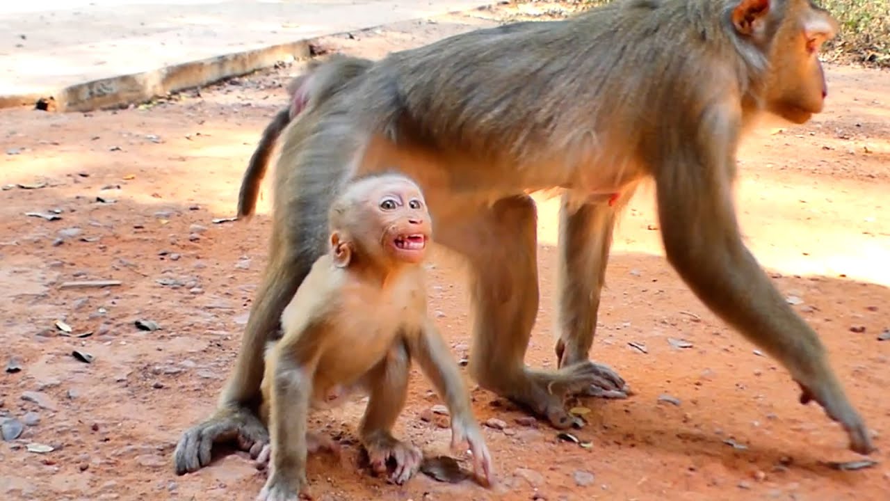 discipline time of Luna to Lynx but have alot kid wait to look after