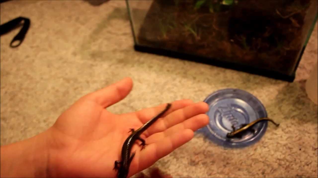 leopard geckos as pets Long Toed Salamander Update ft. BL Reptiles