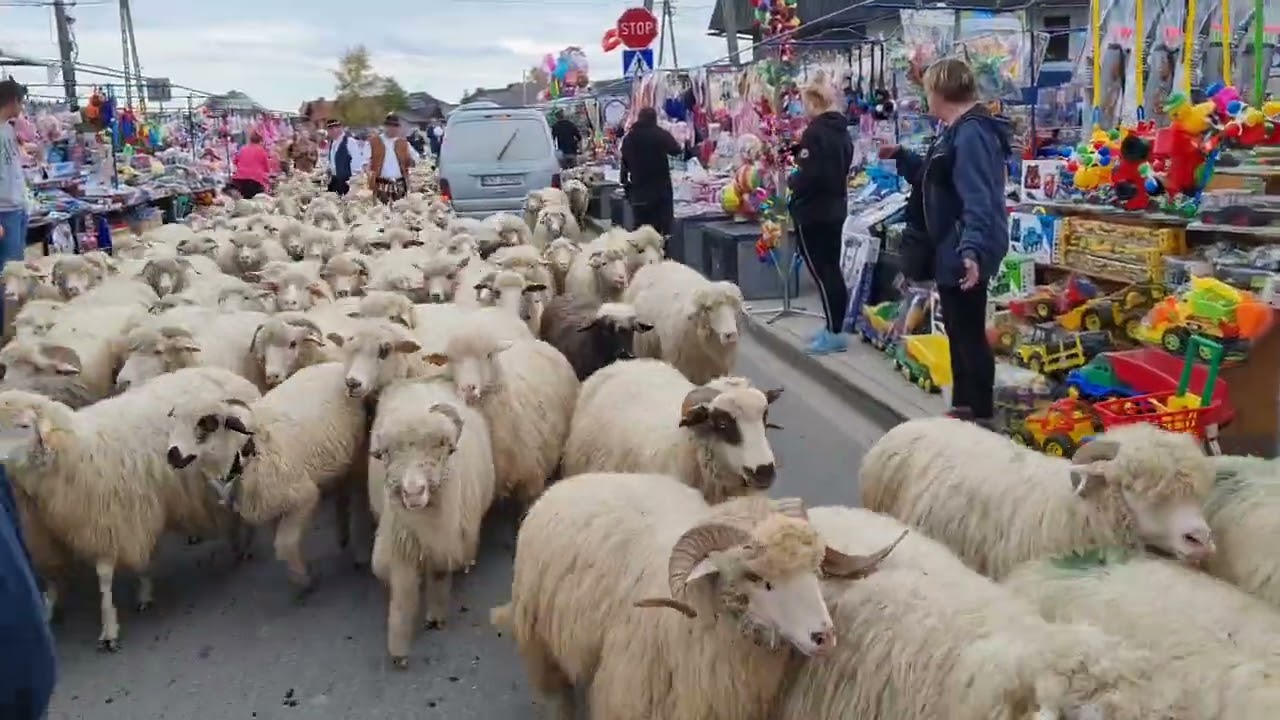 Redyk Osod 2022 cz 4