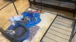 Puppy weaning play pen