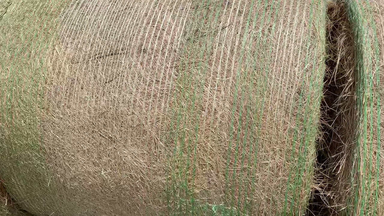 60 bales of 5x6 first cutting 2021 of coastal/native grass mix hay, 0629 Hay for sale YouTube