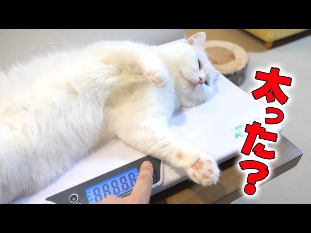 ぽっちゃり疑惑猫のダイエット！気になる体重は？