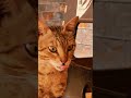 Golden Eyes Cat 🐱✨ | Cute Cat Vibes #cat #catlove #catshorts #shorts #cutecat #meow