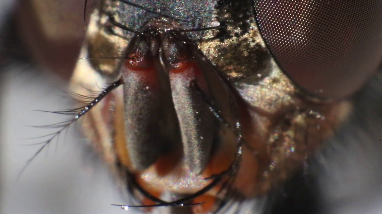 Mouche et sa trompe d'ingurgitation en vidéo macro ('Grossisement 6,23 : 1) By Jied Nabil