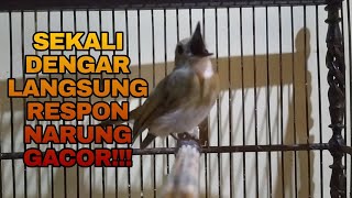 Download Lagu SEKALI DENGAR SRDC LANGSUNG RESPON NYAUT MAKIN GACOR - PANCINGAN SRDC BAHAN CEPAT GACOR!!! MP3