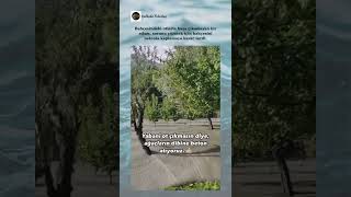 Otla Baş Edemedi, Betona Geçti 😂