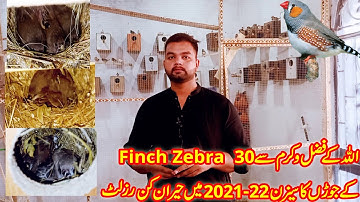 Zebra finch Breeding progress at lala aviary shed|3-11-21|