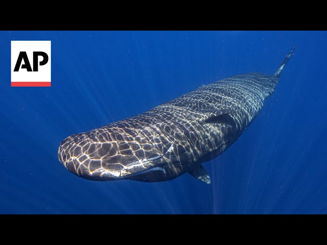 How sperm whales might be talking to each other