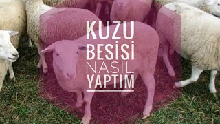 Kuzu Besinini Nasil Yapıyorum.kuzularımla Nasıl Ilgileniyorum.